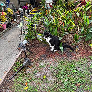 Sal is registered to the contest to win money with this photo: black_and_white_cat, cat, decorations, door, flowers, foliage, garden, grass, greenery, house, leaf, nature, outdoor, pathway, pet, plants, shrub, statues, sunflower, yard