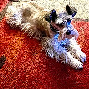 Lilly joined the competition — help win amazing prizes! dog, schnauzer, indoor, carpet, red_carpet, beige_carpet, pet, fur, animal, resting, laying_down, ears, face, paw, whiskers, collar, home, cozy, mammal, attention