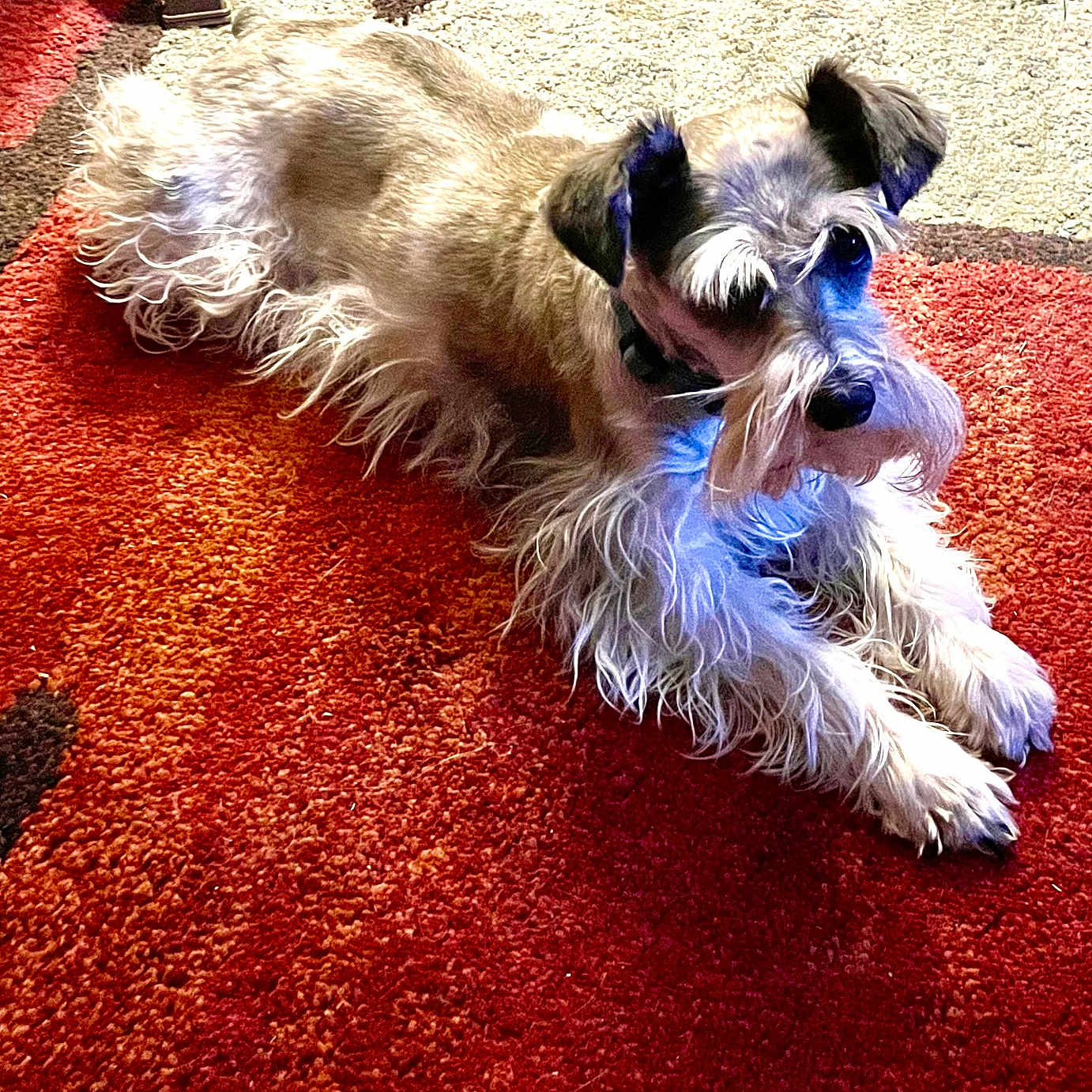 Lilly joined the competition — help win amazing prizes! animal, attention, beige_carpet, carpet, collar, cozy, dog, ears, face, fur, home, indoor, laying_down, mammal, paw, pet, red_carpet, resting, schnauzer, whiskers
