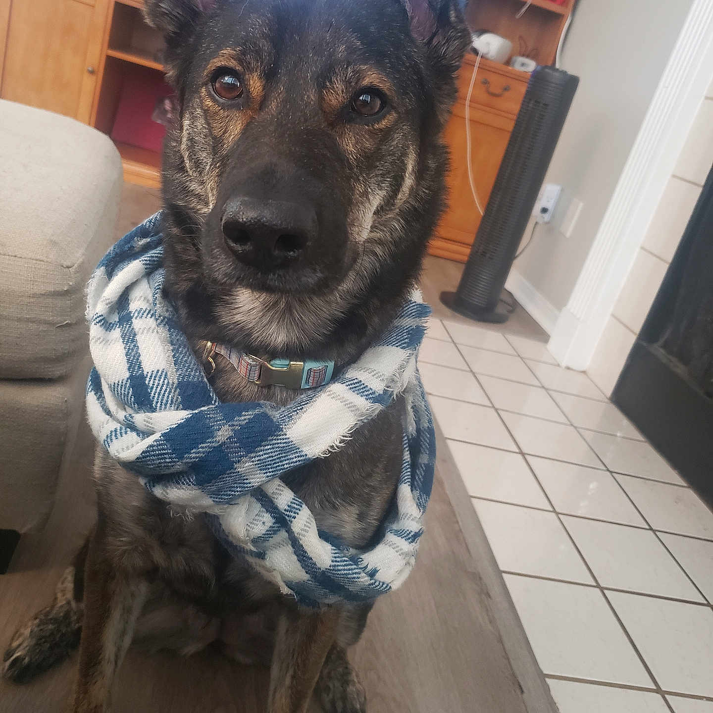 Charlie joined the competition — help win amazing prizes! animal, black, brown, canine, collar, cozy, dog, ears, floor, fur, furniture, home, indoor, looking, pet, portrait, scarf, sitting, tile, wooden_cabinet