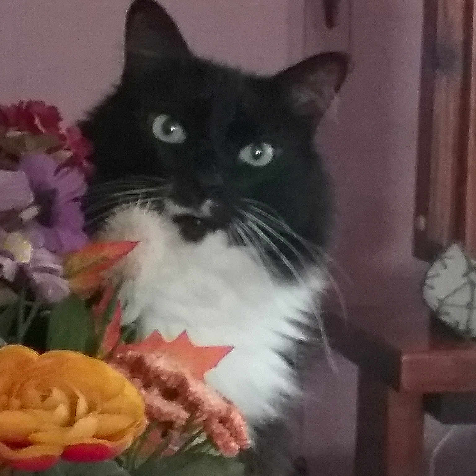 Baily joined the competition — help win amazing prizes! asian, black_cat, carnivore, cat, domestic_long_haired_cat, domestic_short_haired_cat, felidae, flower, kitten, maine_coon, mammal, norwegian_forest_cat, persian, plant, polydactyl_cat, ragamuffin, small_to_medium_sized_cats, snout, vertebrate, whiskers