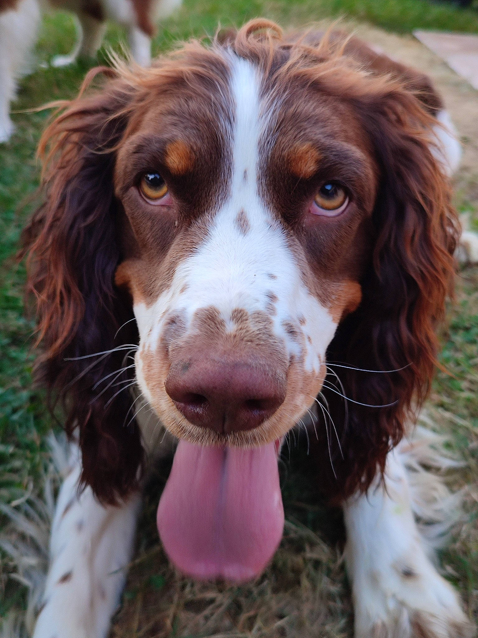 Tilly a rejoint le concours — aidez-le/la à gagner de superbes lots ! canidae, carnivore, companion_dog, dog, dog_breed, fur, gun_dog, hunting_dog, liver, pont_audemer_spaniel, snout, sporting_group, terrestrial_animal, whiskers, working_dog