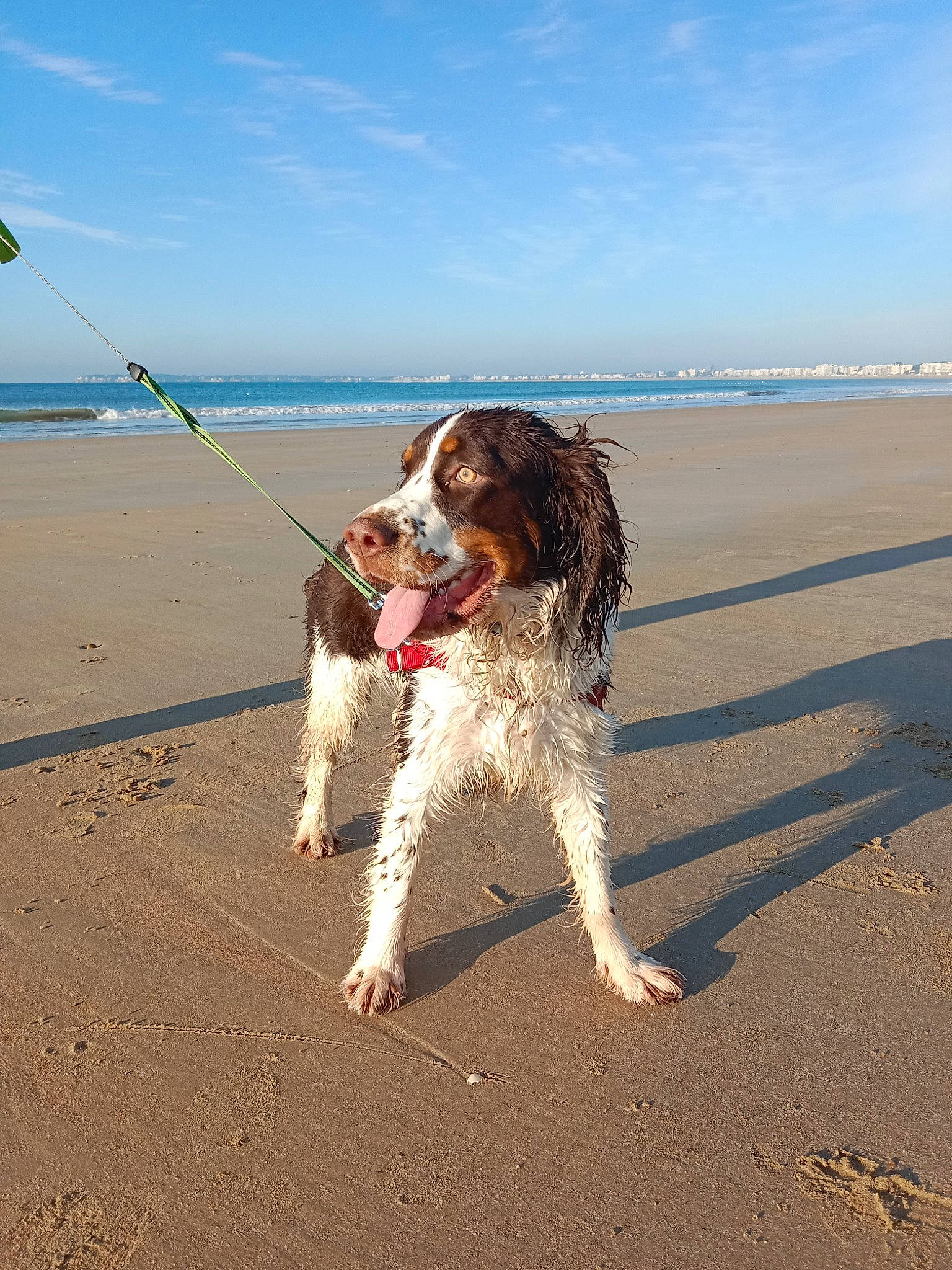 Tilly a rejoint le concours — aidez-le/la à gagner de superbes lots ! beach, canidae, carnivore, cloud, coastal_and_oceanic_landforms, collar, companion_dog, dog, dog_breed, fawn, fun, horizon, lake, leash, ocean, sand, sky, sporting_group, water, wind_wave