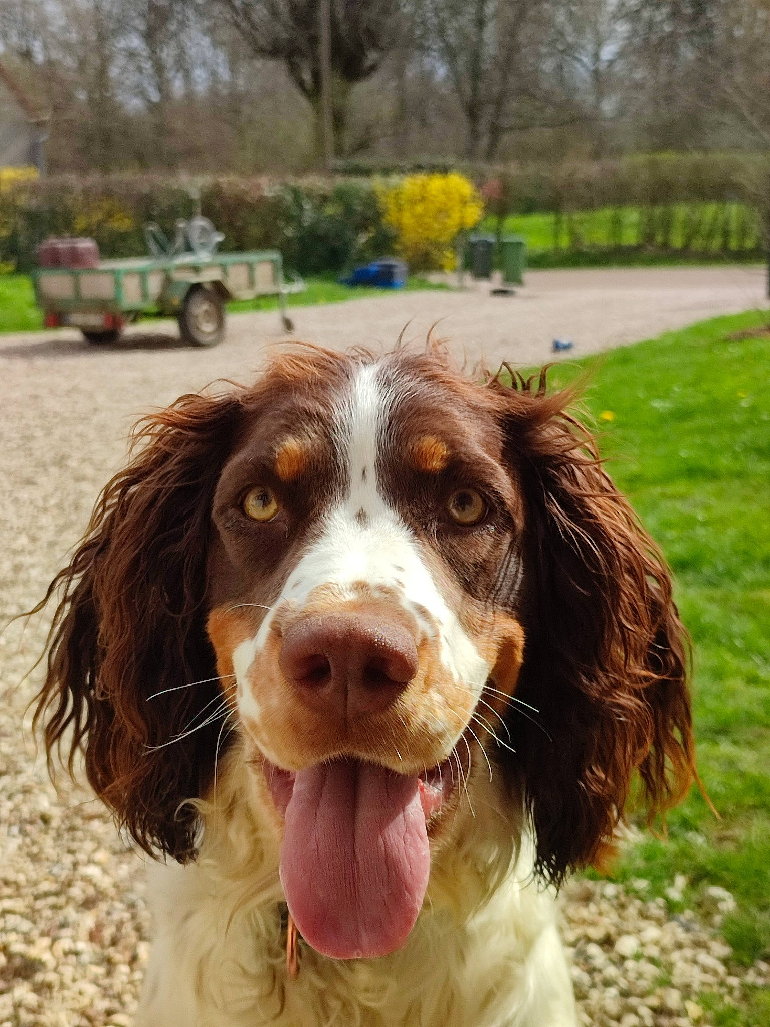 Tilly participe au concours pour gagner de l'argent avec cette photo : carnivore, cocker_spaniel, companion_dog, dog, dog_breed, fur, grass, gun_dog, hunting_dog, liver, plant, snout, spaniel, sporting_group, terrestrial_animal, tire, tree, truck, wheel, working_animal