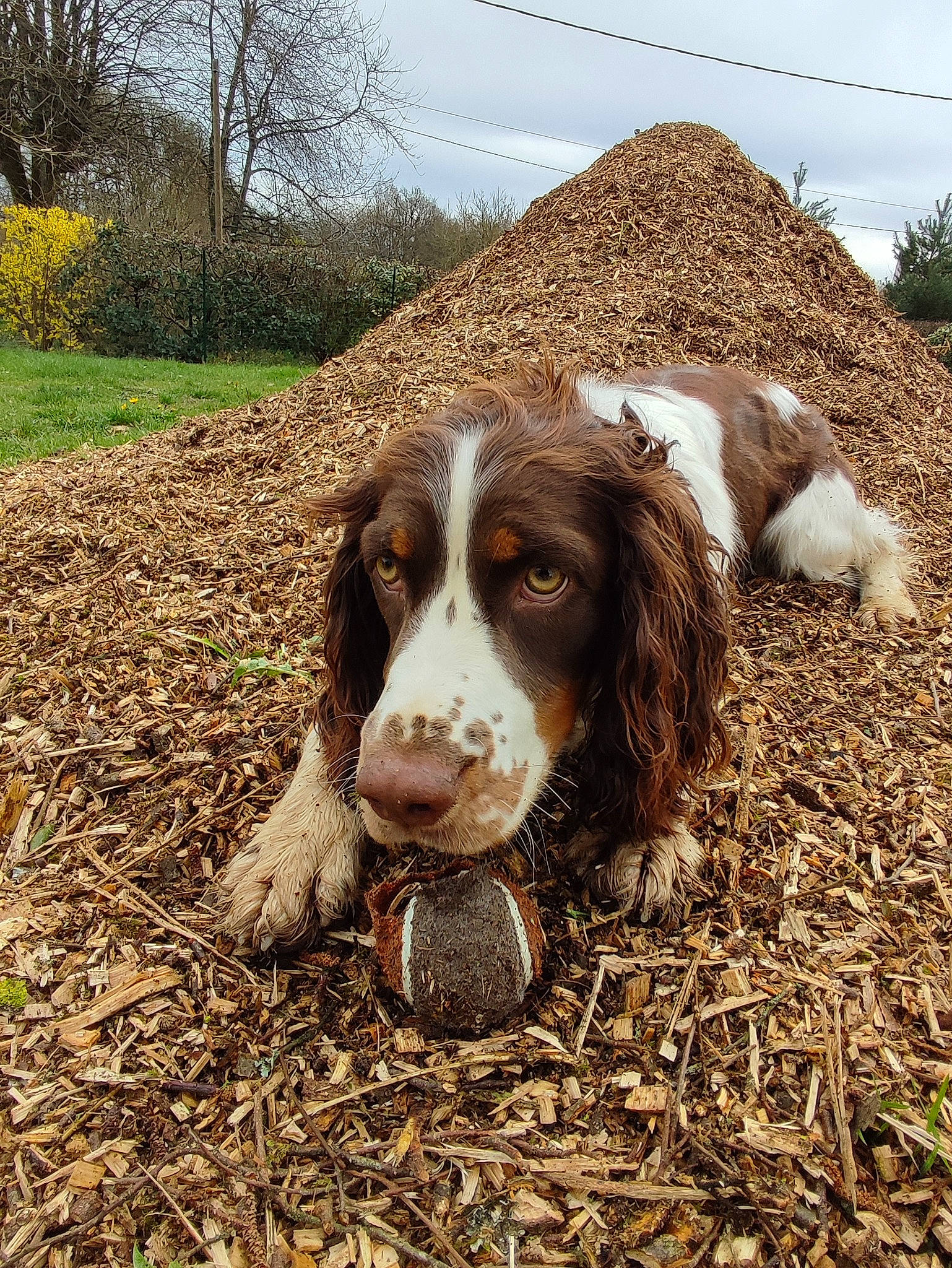 Tilly a rejoint le concours — aidez-le/la à gagner de superbes lots ! canidae, carnivore, cloud, cocker_spaniel, companion_dog, dog, dog_breed, grass, gun_dog, hunting_dog, liver, plant, russian_spaniel, sky, soil, spaniel, sporting_group, terrestrial_animal, tree, working_animal