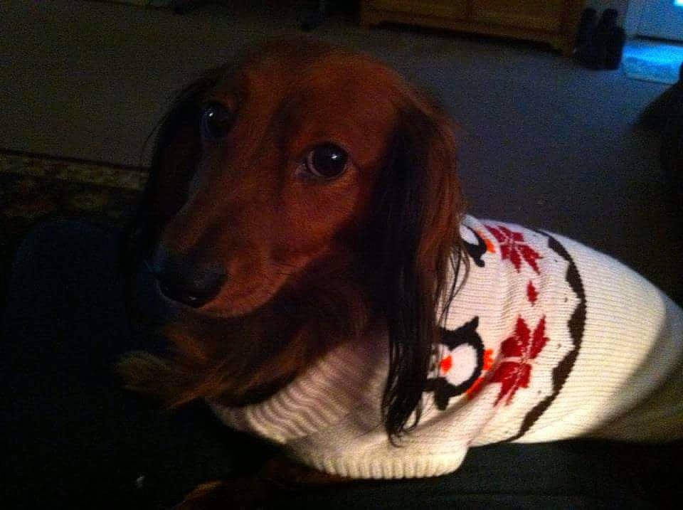Hayley is registered to the contest to win money with this photo: canidae, carnivore, companion_dog, dachshund, dog, dog_breed, mammal, saluki, snout, sporting_group, vertebrate