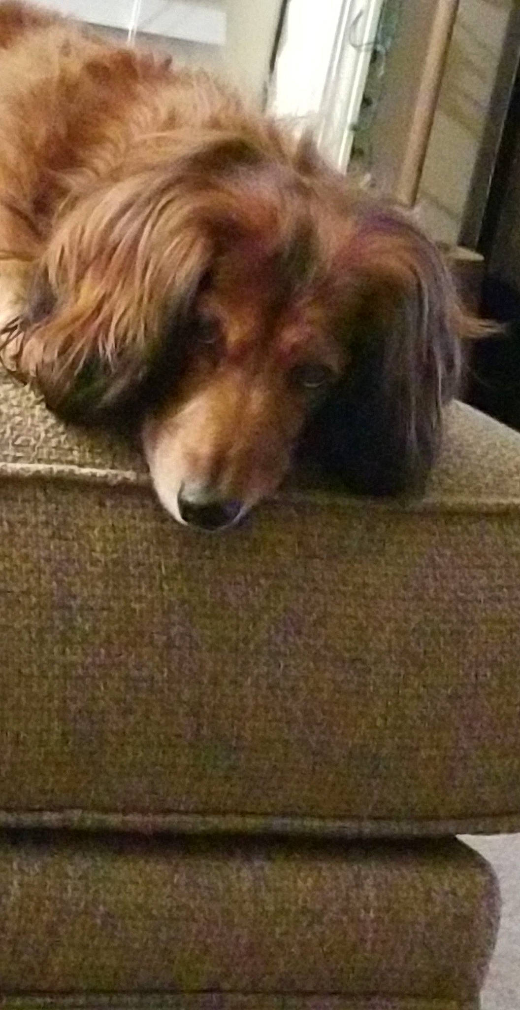 Hayley is registered to the contest to win money with this photo: canidae, carnivore, companion_dog, dachshund, dog, dog_breed, fur, liver, mammal, puppy, snout, sporting_group