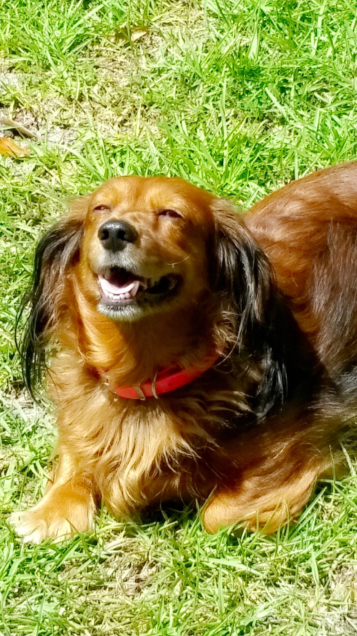 Hayley is registered to the contest to win money with this photo: canidae, carnivore, cocker_spaniel, companion_dog, dog, dog_breed, fawn, golden_retriever, grass, irish_setter, mammal, nova_scotia_duck_tolling_retriever, plant, rare_breed_dog, russian_spaniel, spaniel, sporting_group, vertebrate