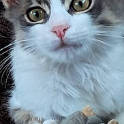 Kiwi a rejoint le concours — aidez-le/la à gagner de superbes lots ! cat, close_up, pet, animal, feline, toy, mouse, whiskers, fur, playful, cute, indoor, curious, pink_nose, eyes, fluffy, paw, domestic_animal, mammal, soft