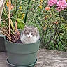 Kiwi a rejoint le concours — aidez-le/la à gagner de superbes lots ! animal, cat, curious, cute, flowers, fluffy, garden, greenery, kitten, leaf, nature, orange_flower, outdoor, pet, pink_roses, plant_pot, pot, small, soil, young