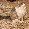 animal, brown_rug, cat, cozy, curious, domestic_cat, ears, feline, fluffy_cat, fur, home, indoor, leather_couch, looking_up, pet, rug, sitting, tail, tiled_floor, whiskers