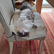 Kiwi participe au concours pour gagner de l'argent avec cette photo : carpet, cat, chair, companion, cozy, curious, cushion, dog, domestic, fluffy, furniture, home, indoor, looking_at_camera, pet, relaxing, resting, small_dog, striped_rug, wooden_table