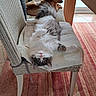 carpet, cat, chair, companion, cozy, curious, cushion, dog, domestic, fluffy, furniture, home, indoor, looking_at_camera, pet, relaxing, resting, small_dog, striped_rug, wooden_table