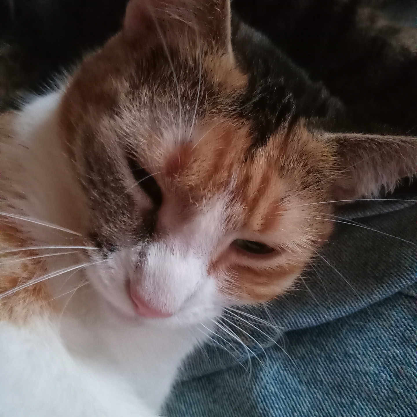 Bandit is registered to the contest to win money with this photo: abyssinian, animal, bodypart, cat, ear, kitten, manx, pet, siamese