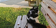 Enzo joined the competition — help win amazing prizes! cat, bench, wood, water, lake, grass, outdoor, leash, black_and_white, tail, sunlight, nature, sky, clouds, pier, bridge, wooden, animal, pet, daytime