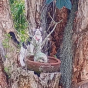 Enzo is registered to the contest to win money with this photo: cat, tree, plant, pot, stump, outdoor, nature, bark, greenery, collar, animal, feline, curious, wood, foliage, garden, daylight, small, wildlife, pet