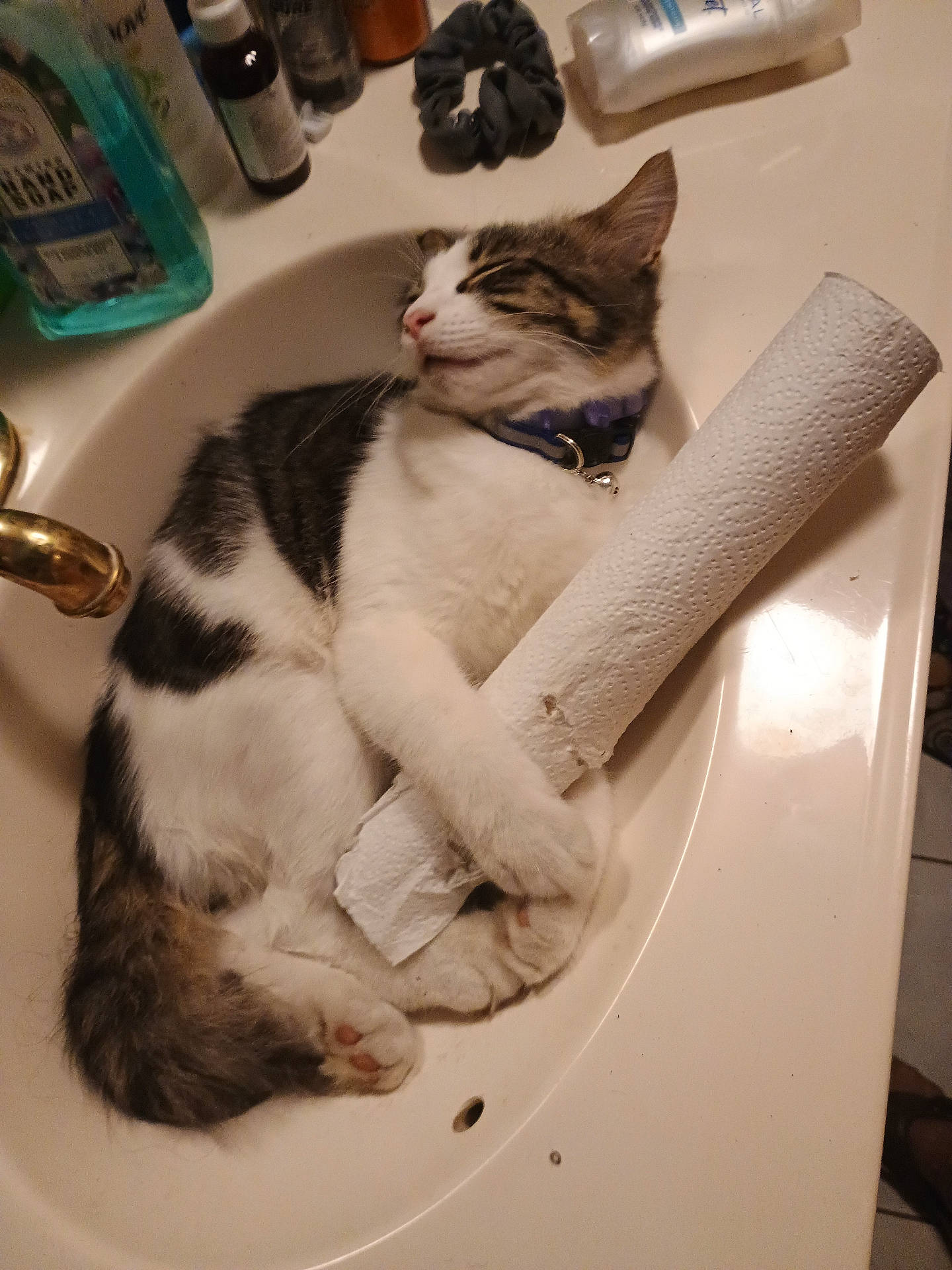 Enzo joined the competition — help win amazing prizes! bathroom, cat, clutching, collar, counter, cute, domestic_cat, fur, household, indoor, paper_towel, paw, pet, relaxed, resting, sink, sleeping, tabby, toiletries, white