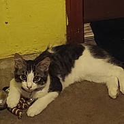 Enzo is registered to the contest to win money with this photo: animal, brown_black_white, carpet, cat, collar, curious, domestic, doorway, floor, fur, indoor, kitten, looking, pet, playful, relaxed, striped_toy, toy, white_paws, yellow_wall