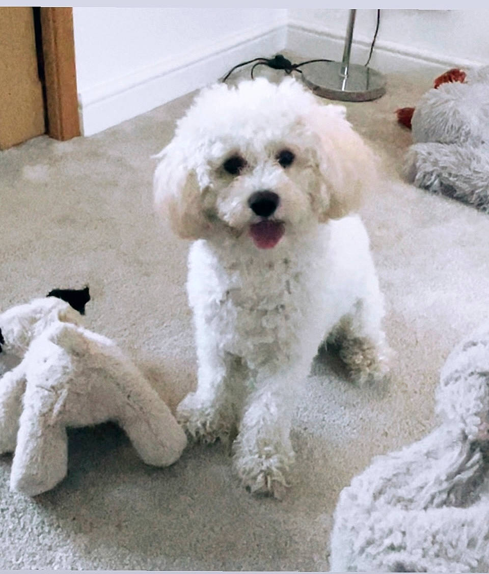 Kodi joined the competition — help win amazing prizes! art, canidae, carnivore, companion_dog, dog, dog_breed, dog_collar, fur, labradoodle, maltepoo, non_sporting_group, poodle, puppy, snout, sporting_group, tail, terrier, toy_dog, water_dog, working_animal