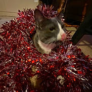 Tommy is registered to the contest to win money with this photo: cat, tinsel, indoor, decorations, holiday, festive, pet, feline, curious, cozy, animal, blurred, red, silver, floor, chair, wooden, face, whiskers, pink_nose