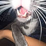 Tommy joined the competition — help win amazing prizes! cat, close_up, paw, whiskers, teeth, mouth_open, gray_cat, white_cat, pet, animal, feline, indoor, human_arm, blurred, unfocused, night, flash, cute, funny, interaction