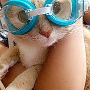 Boots joined the competition — help win amazing prizes! cat, goggles, blue, pet, animal, cute, face, whiskers, person, arm, smile, indoor, closeup, fur, paws, eyes, nose, holding, funny, portrait