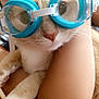 cat, goggles, blue, pet, animal, cute, face, whiskers, person, arm, smile, indoor, closeup, fur, paws, eyes, nose, holding, funny, portrait