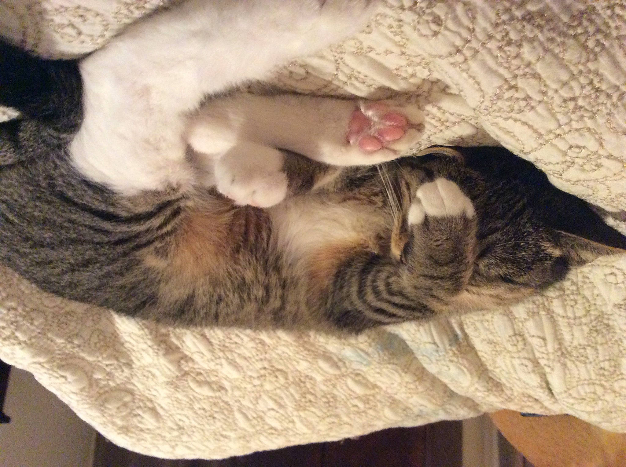 Jasmine is registered to the contest to win money with this photo: carnivore, cat, claw, comfort, domestic_short_haired_cat, ear, fawn, felidae, fur, gesture, grey, mammal, nap, paw, sleep, small_to_medium_sized_cats, snout, tail, vertebrate, whiskers