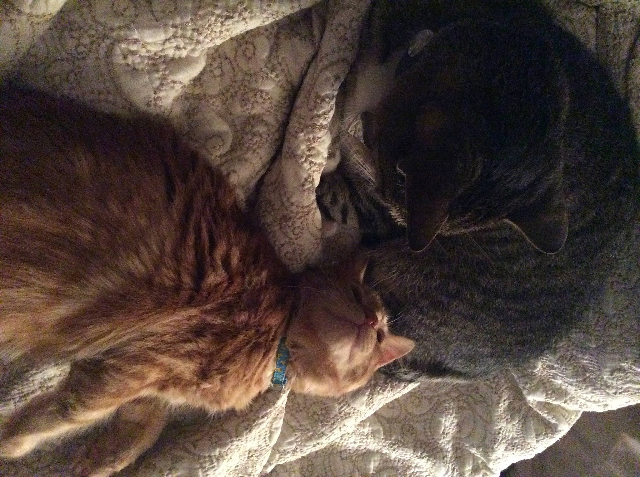 Jasmine is registered to the contest to win money with this photo: brown, carnivore, cat, claw, comfort, dog_breed, domestic_short_haired_cat, felidae, fur, grey, liver, nap, sleep, small_to_medium_sized_cats, sporting_group, tail, whiskers, wood