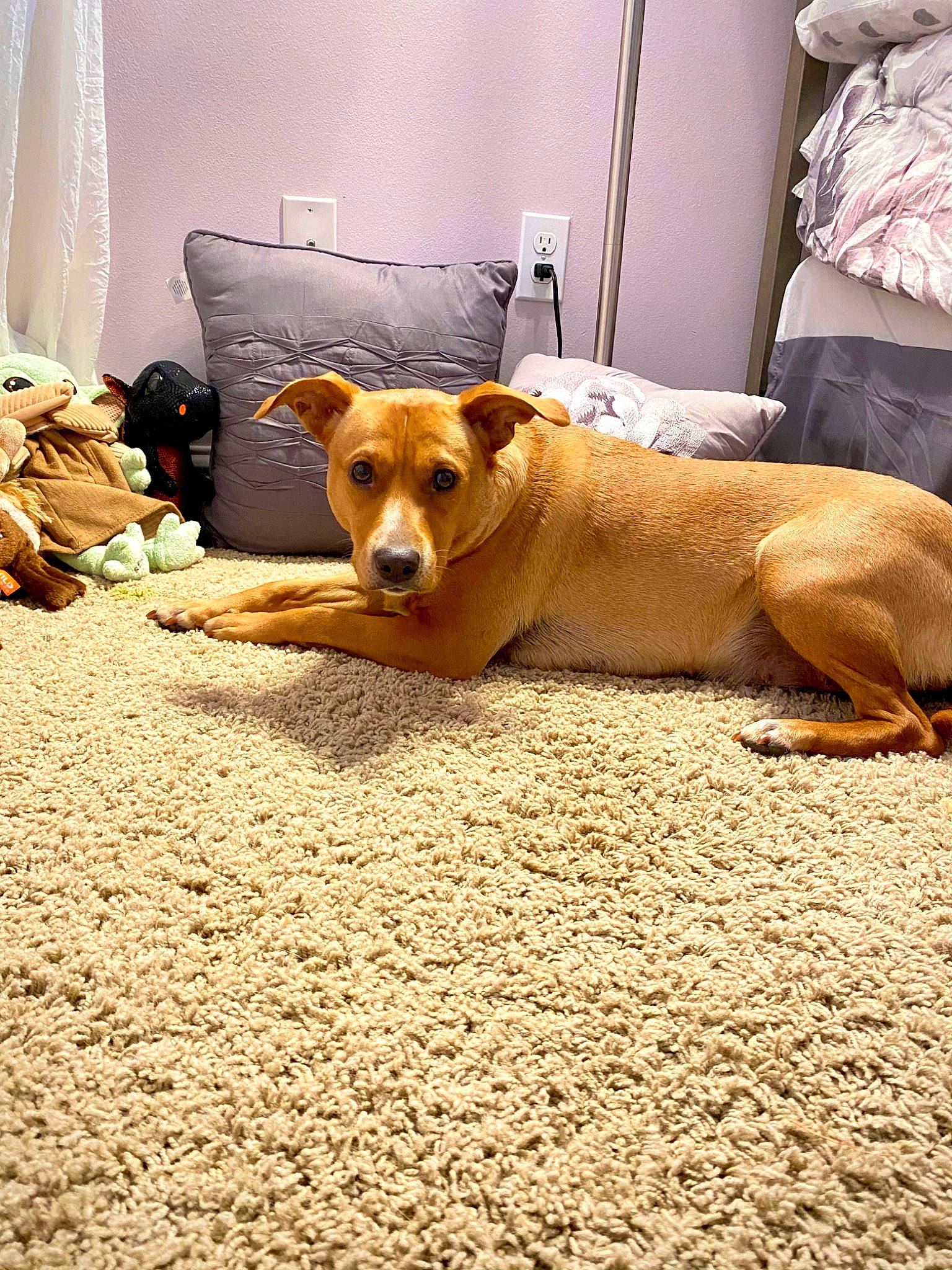 Gracie is registered to the contest to win money with this photo: carnivore, comfort, companion_dog, couch, curtain, dog, dog_breed, dog_supply, fawn, floor, flooring, fur, hardwood, mammal, snout, sporting_group, tail, whiskers, wood, working_animal