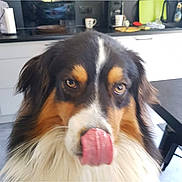 Onyl participe au concours pour gagner de l'argent avec cette photo : dog, tongue, licking, close_up, kitchen, fur, pet, animal, brown, black, white, face, cute, indoors, domestic, expression, tongue_out, fluffy, canine, household