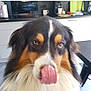 dog, tongue, licking, close_up, kitchen, fur, pet, animal, brown, black, white, face, cute, indoors, domestic, expression, tongue_out, fluffy, canine, household