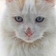 Olaf a rejoint le concours — aidez-le/la à gagner de superbes lots ! animal, blue_eyes, cat, close_up, cute, ears, face, feline, fluffy, fur_texture, headshot, indoor, macro_photography, muzzle, pet, pink_nose, portrait, staring, whiskers, white_fur