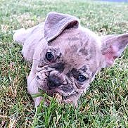 Boudreaux is registered to the contest to win money with this photo: puppy, dog, grass, outdoor, close_up, cute, blue_eyes, wrinkles, ears, pet, animal, nature, lying_down, snout, playful, young, adorable, chewing, summer, daylight