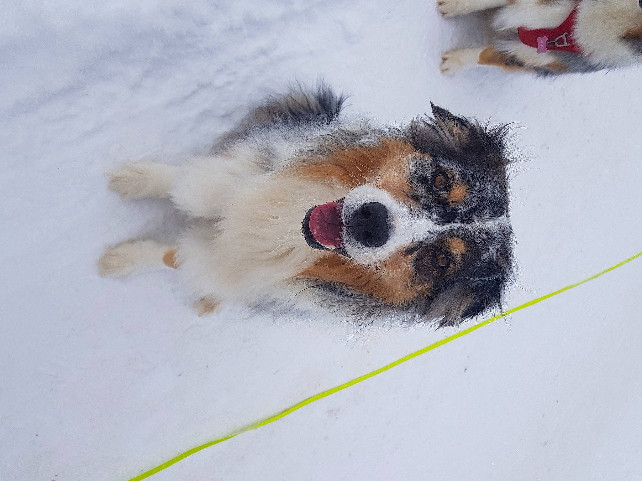 Néthi a rejoint le concours — aidez-le/la à gagner de superbes lots ! canidae, carnivore, cavalier_king_charles_spaniel, companion_dog, dog, dog_breed, dog_supply, fawn, freezing, fur, paw, snout, snow, sporting_group, tail, toy, toy_dog, whiskers, winter, working_dog