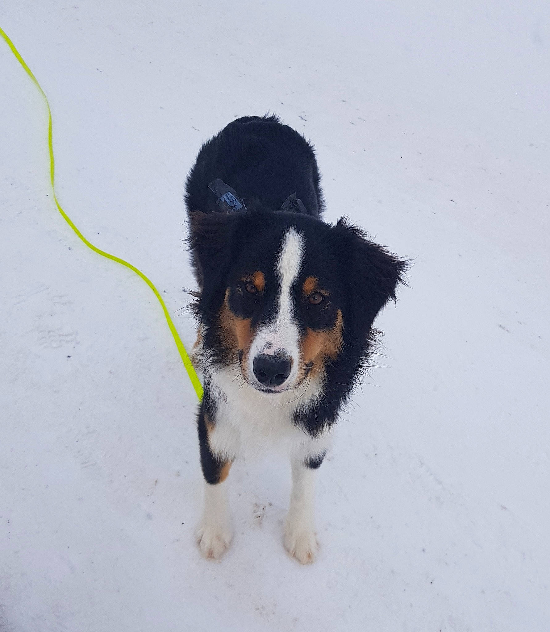 Satine a rejoint le concours — aidez-le/la à gagner de superbes lots ! bernese_mountain_dog, canidae, carnivore, collar, companion_dog, dog, dog_breed, fur, herding_dog, snout, sporting_group, tail, toy_dog, whiskers, working_animal, working_dog