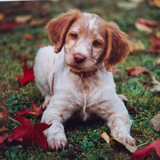 Florelle a rejoint le concours — aidez-le/la à gagner de superbes lots ! animal, canine, cockerspaniel, dog, face, goldenretriever, grass, head, hound, lawn, leaf, person, pet, photography, plant, portrait, puppy, terrier, tree, whitedog