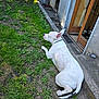 Bianca a rejoint le concours — aidez-le/la à gagner de superbes lots ! dog, white_dog, grass, yard, outdoor, pet, relaxed, sunlight, pathway, door, house, broom, concrete, ear_up, collar, tail, side_view, animal, domestic_animal, resting