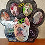 animal, close_up, collage, colorful, cute, decorative, dog, dog_face, glasses_stickers, glitter, indoor, multiple_pictures, paw_shape, pet_memorial, pet_photos, photo_frame, portrait, shiny, white_dog, wooden_surface