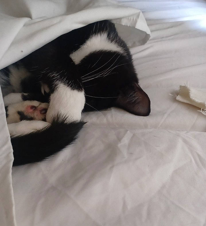 Jepetto joined the competition — help win amazing prizes! canidae, carnivore, cat, claw, cloud, comfort, domestic_short_haired_cat, felidae, flooring, foot, fur, hardwood, human_leg, linens, monochrome_photography, paw, small_to_medium_sized_cats, snout, tail, whiskers