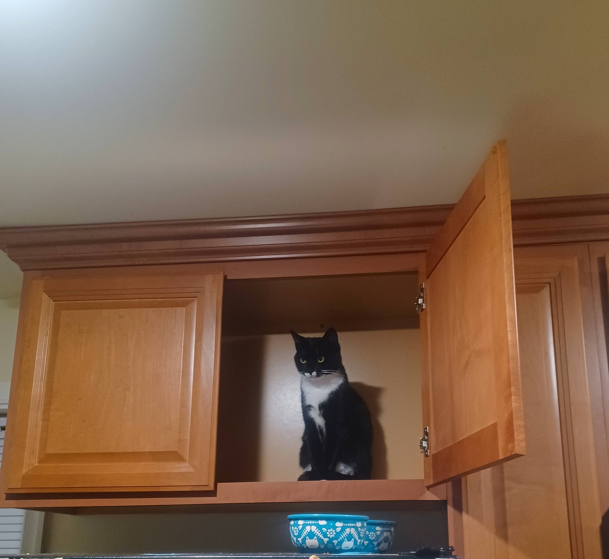 Jepetto joined the competition — help win amazing prizes! brown, cabinetry, carnivore, cat, ceiling, drawer, felidae, floor, flooring, hardwood, home_appliance, interior_design, property, shelf, shelving, small_to_medium_sized_cats, whiskers, window, wood, wood_stain