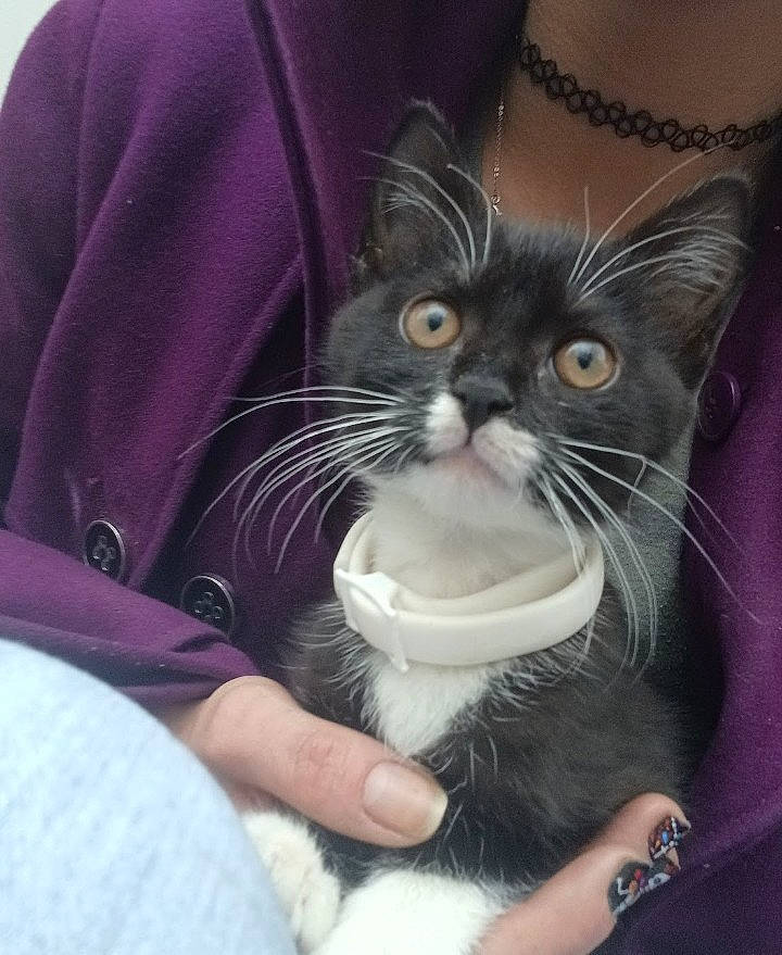 Jepetto is registered to the contest to win money with this photo: carnivore, cat, claw, comfort, eye, felidae, finger, foot, gesture, hand, head, human_leg, lap, nail, paw, sleeve, small_to_medium_sized_cats, snout, thigh, whiskers