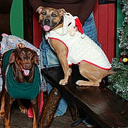 Azula is registered to the contest to win money with this photo: bench, brown_dog, celebration, christmas, decorations, dog, dogs, festive, happy, holiday, indoor, pants, person_partial, pine_tree, santa_hat, smiling, sweater, tan_dog, tree, wooden_bench