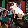 bench, brown_dog, celebration, christmas, decorations, dog, dogs, festive, happy, holiday, indoor, pants, person_partial, pine_tree, santa_hat, smiling, sweater, tan_dog, tree, wooden_bench