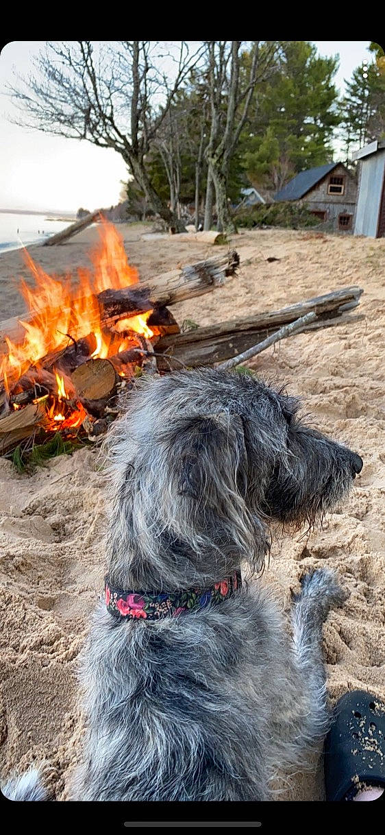 Brandy is registered to the contest to win money with this photo: ash, bonfire, campfire, carnivore, charcoal, collar, companion_dog, dog, dog_breed, event, fire, flame, gas, heat, landscape, plant, terrier, tree, wood, working_animal