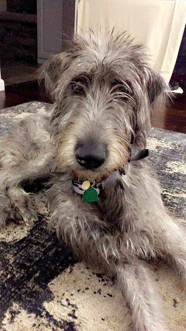 Brandy joined the competition — help win amazing prizes! biewer_terrier, canidae, carnivore, cockapoo, companion_dog, dog, dog_breed, fur, maltepoo, poodle_crossbreed, romanian_mioritic_shepherd_dog, schnauzer, small_terrier, snout, sporting_group, terrier, toy_dog, water_dog, working_animal