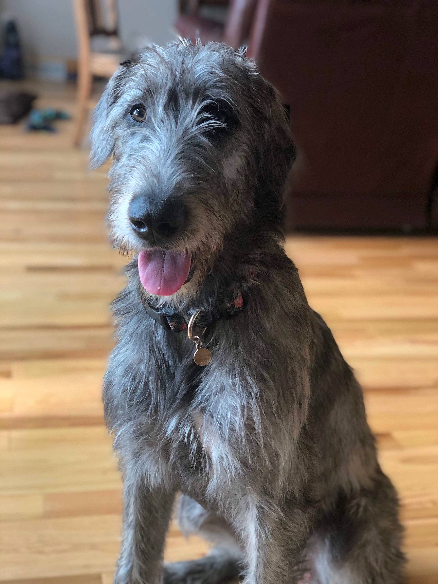 Brandy joined the competition — help win amazing prizes! canidae, carnivore, companion_dog, dog, dog_breed, fur, hardwood, liver, schnauzer, small_terrier, snout, sporting_group, terrestrial_animal, terrier, toy_dog, varnish, wood, working_animal, working_dog, working_terrier