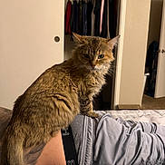 Baby is registered to the contest to win money with this photo: cat, feline, pet, bed, blanket, person, torso, underwear, shorts, fur, indoor, bedroom, closet, clothes_hanging, hanger, sitting, looking_at_camera, portrait, cozy, home