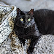 Milo joined the competition — help win amazing prizes! black_cat, cat, pet, animal, feline, indoor, shaggy_rug, cushion, illustration, relaxing, resting, cozy, fur, whiskers, yellow_eyes, green_eyes, domestic_cat, soft_light, closeup, portrait