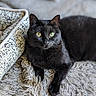 black_cat, cat, pet, animal, feline, indoor, shaggy_rug, cushion, illustration, relaxing, resting, cozy, fur, whiskers, yellow_eyes, green_eyes, domestic_cat, soft_light, closeup, portrait